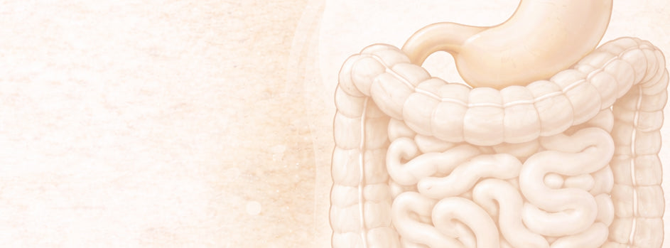 Subtle illustration of the human digestive system in neutral tones on a soft textured background.